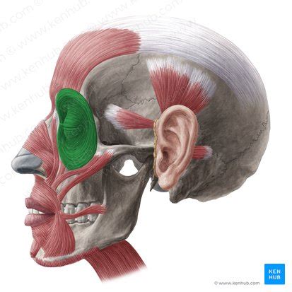 Orbicularis oculi: Origin, insertion and action | Kenhub