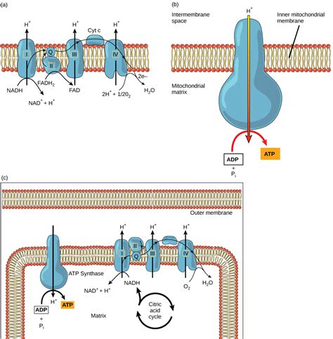 4.3 Citric Acid Cycle and Oxidative Phosphorylation – Concepts of Biology – H5P