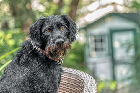 A Young, Beautiful, Liver, Black And White Ticked German Wirehaired ...