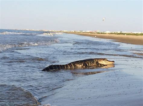 On Grand Isle beach, May 2015 | Grand isle louisiana, Grand isle, Lafourche parish