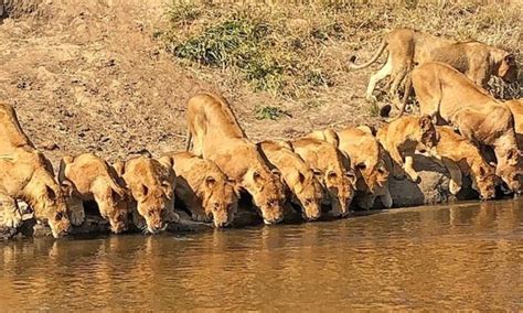 20 lions drinking in perfect order is quite the video sensation