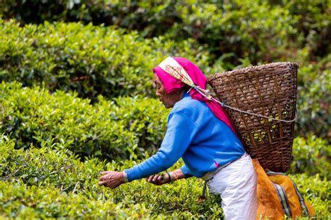 Exploring the Origins of Nepali Tea: A Look into the Regions Where Nep ...