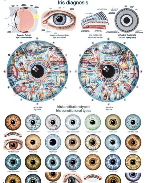 What is eye body chart? | iriscope | iridology camera | iriscope camera ...