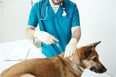 Dog Vaccinations in Burnaby BC | Hastings Veterinary Hospital