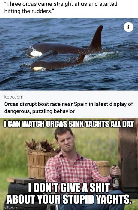 Best Funny orca Memes - 9GAG