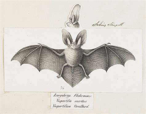 vintage bat anatomy print Bat Anatomy, Anatomy Drawing, Pen Drawing, Animal Anatomy, Creatures ...