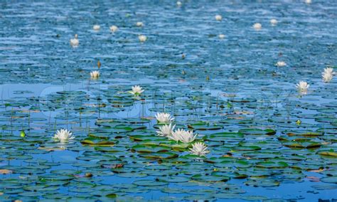 A lot of lily pads on a lake | Stock image | Colourbox