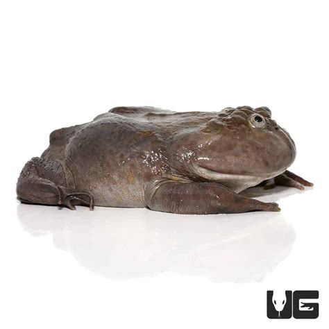 Adult Budgett’s Frog For Sale - Underground Reptiles