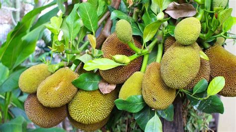 REVEALED: Secret behind durian fruit's pungent smell