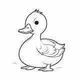 Duck Coloring sketch template