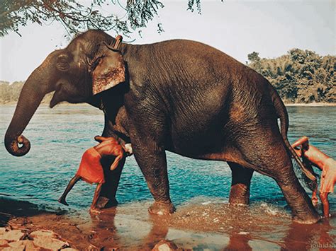 Best Kerala Elephant Experiences – Iris Holidays