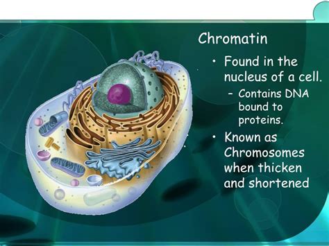 PPT - Cell Structure and Function PowerPoint Presentation, free ...