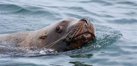 Wildlife in the Pacific Northwest Photo Gallery | Island Adventures