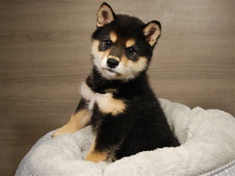 Shiba Inu-DOG-Male-Black / Tan-3683927-Petland Iowa City, Iowa