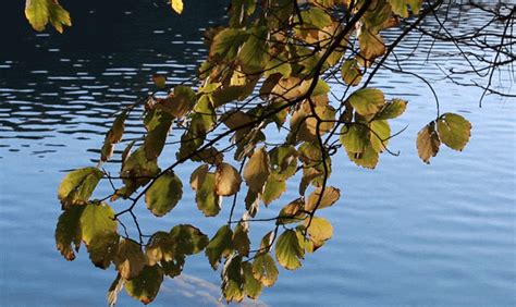A dance of autumn leaves along the lake shore: Green Lake State Park ...
