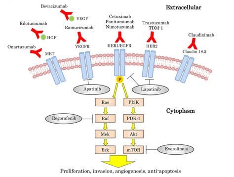 Update on targeted therapy and immune therapy for gastric cancer, 2018