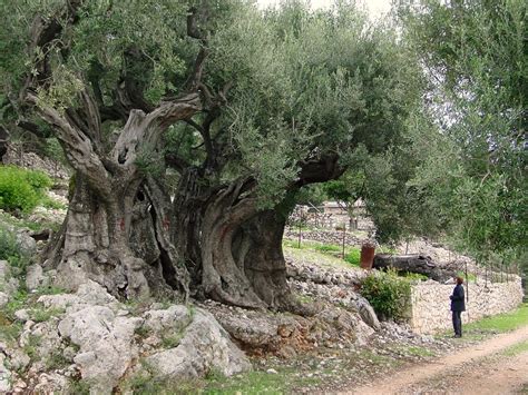 The Olive Tree - Galilee Olive Trees