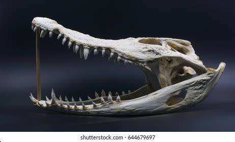 Crocodile Skull Dark Background Stock Photo 644679697 | Shutterstock