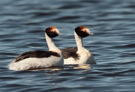 The Impact of Climate Change on the Critically Endangered Hooded Grebe | by Holly Baines, MSc ...