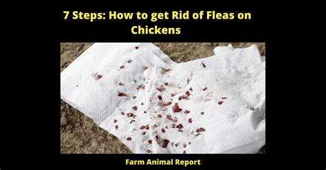 7 Steps: How To Get Rid Of Fleas On Chickens | Kill | Chicken