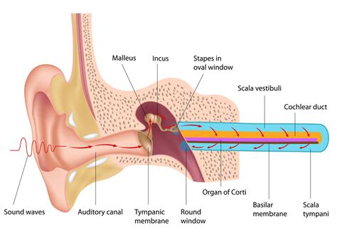 Pediatric Ear Infection Treatment - Fort Worth ENT