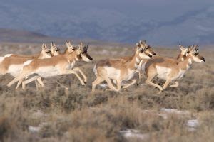 Pronghorn Facts, Habitat, Diet, Life Cycle, Baby, Pictures