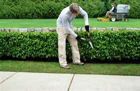 Bush Trimming - Dobis Landscaping