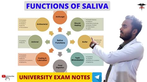 Functions Of Saliva || Digestive system physiology - YouTube