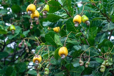 Cashew Nut Fruit Tree