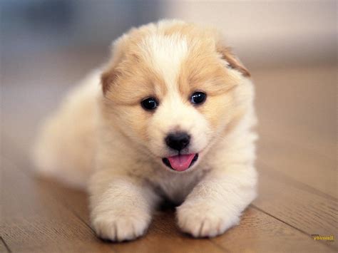 🔥 [75+] Cute Dog Wallpapers | WallpaperSafari