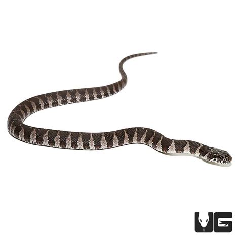 Baby Northern Water Snake for Sale - Underground Reptiles