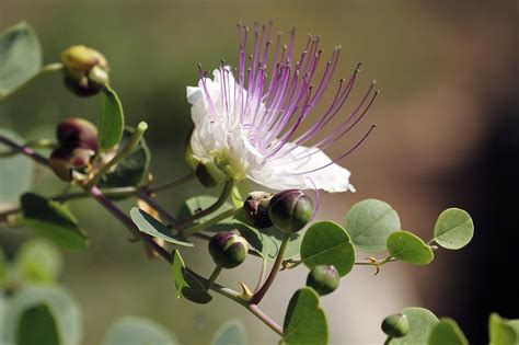 Caper Flower And Buds Photograph by Photostock-israel