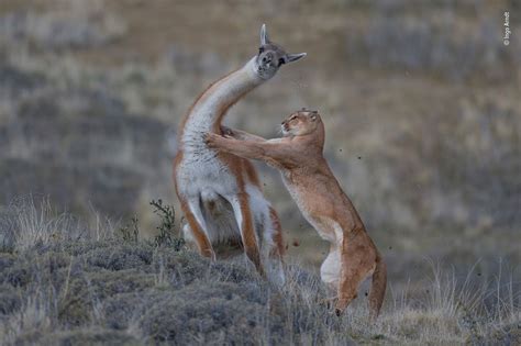 Standoff Between A Tibetan Fox And A Marmot Photo Wins Wildlife Photographer Of The Year 2019 ...