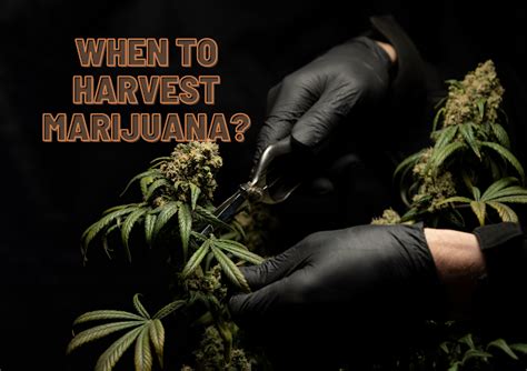 Best Time When To Harvest Marijuana