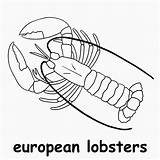 Kids Line Illustration coloring European lobsters outline Vector For  sketch template