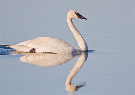 Swan Symbolism & Meaning – Everything We Know