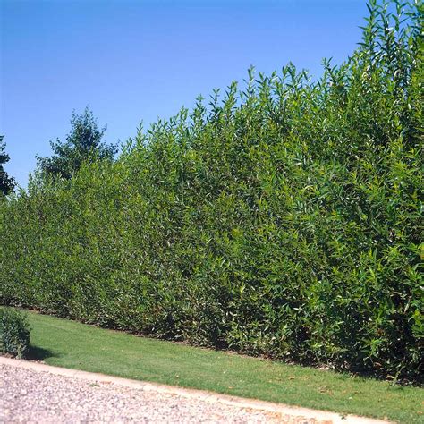 Willow Hybrid Trees for Sale | BrighterBlooms.com