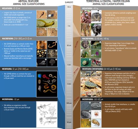 Inconsistent size class definitions for animals on the abyssal seafloor ...