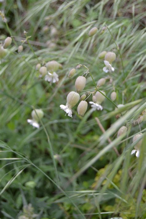 Bladder campion seeds (Silene vulgaris)