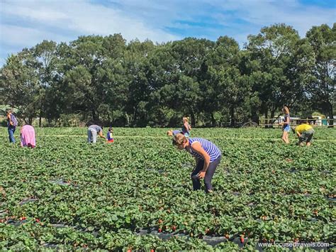 Have fun & learn: Redberry Farm near George - Focused Travels