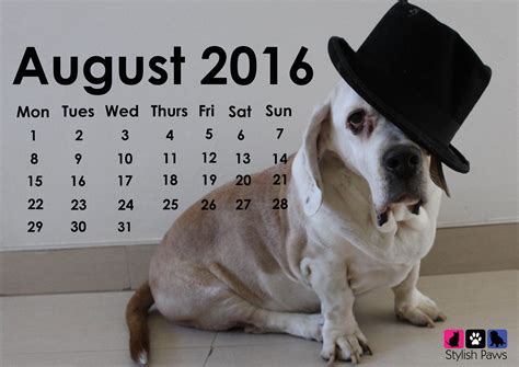 Happy August... - Stylish Paws | Dog blog, Happy, Paw