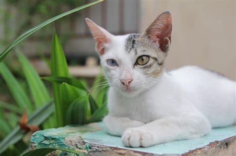 Premium Photo | Portrait of an Odd Eyed Kitten. White cat with eyes of different colors.