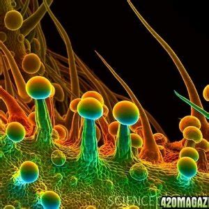 electron microscope photo of trichomes | 420 Magazine