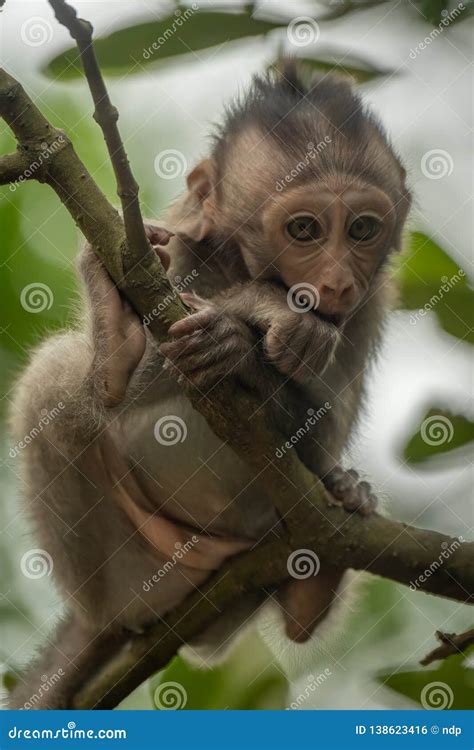 Baby Long-tailed Macaque Sitting in Leafy Tree Stock Photo - Image of ...