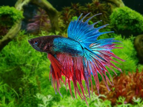 Tout savoir sur le Poisson Combattant (Betta splendens) - Nourriture, aquarium, reproduction…