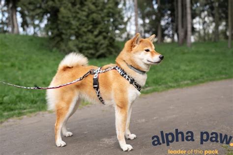 Best Dog Tracking Collars: Top 8 Picks For 2023 | Alpha Paw