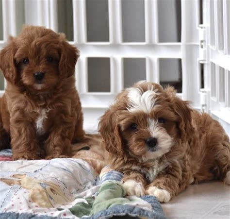 Cavapoo Puppies For Sale | New York, NY #346484 | Petzlover