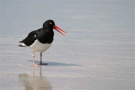 Port Stanley Falkland Islands Penguins | Falkland Island TOURIST BOARD ...