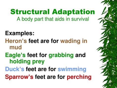 PPT - Animal Adaptations PowerPoint Presentation, free download - ID:5335246