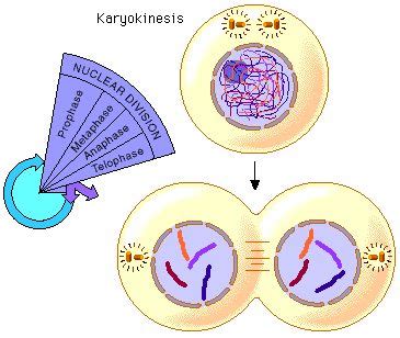 an animal cell diagram shows the different stages in which cells are ...